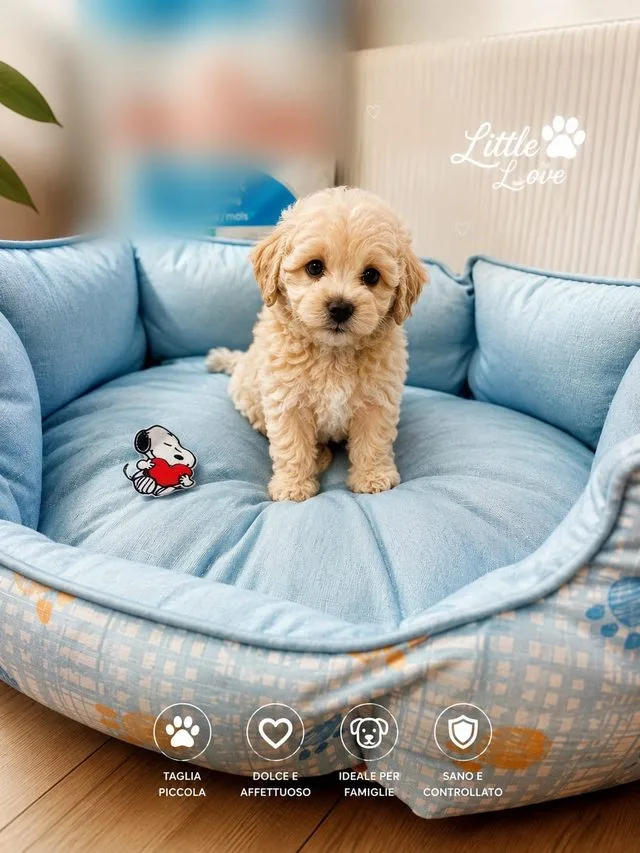 Cucciolo di maltipoo color crema seduto in una cuccia azzurra