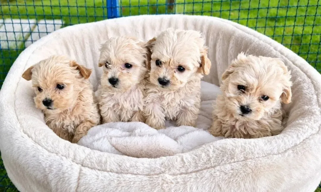 Quattro cuccioli di maltipoo insieme in una cuccia tonda