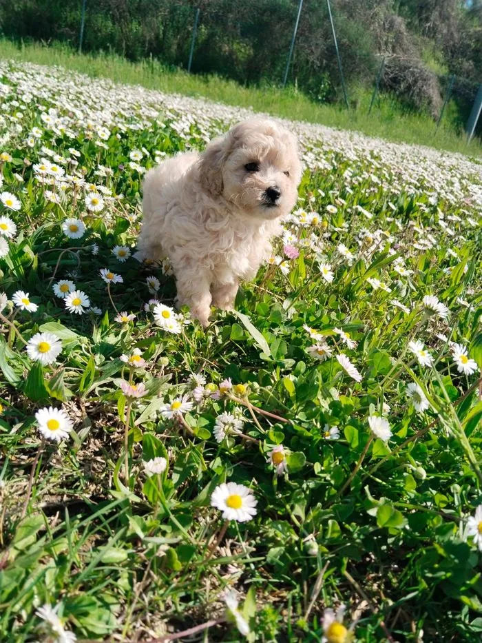 Cucciolo seduto in un prato di margherite, visto da vicino