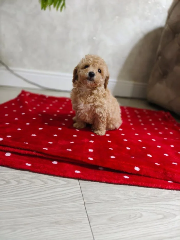 Cucciolo rosso seduto su una coperta rossa a pois