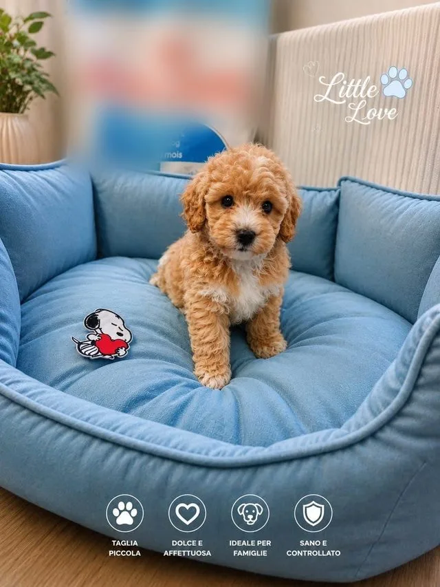 Cucciolo di maltipoo color albicocca con il petto bianco, seduto in una cuccia azzurra