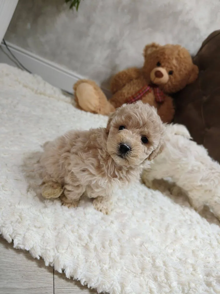 Cucciolo di maltipoo sdraiato su un tappeto bianco accanto a un orsetto di peluche