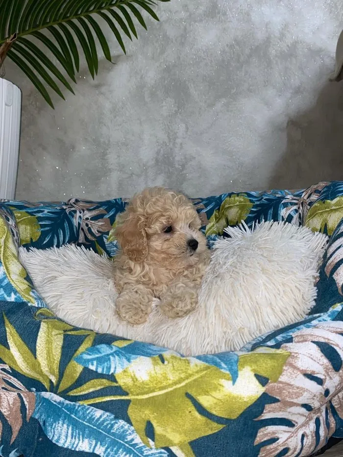 Cucciolo in una cuccia con i cuscini a foglie tropicali