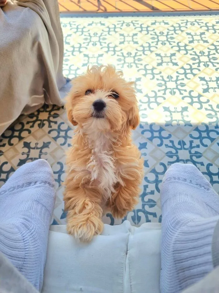 Maltipoo adulto color albicocca