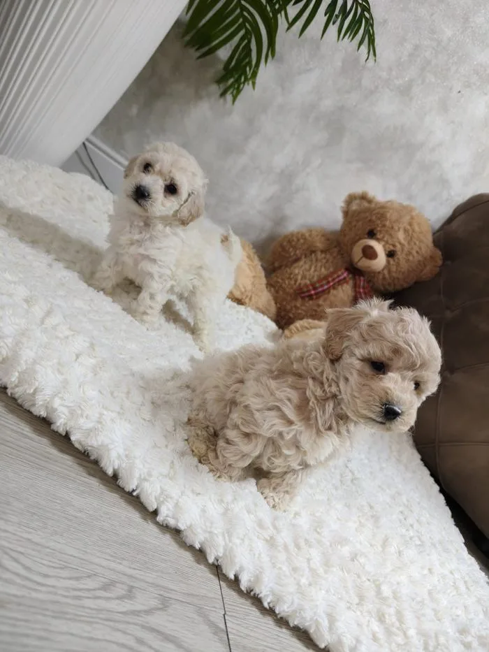 Due cuccioli su un tappeto bianco accanto a un orsetto di peluche