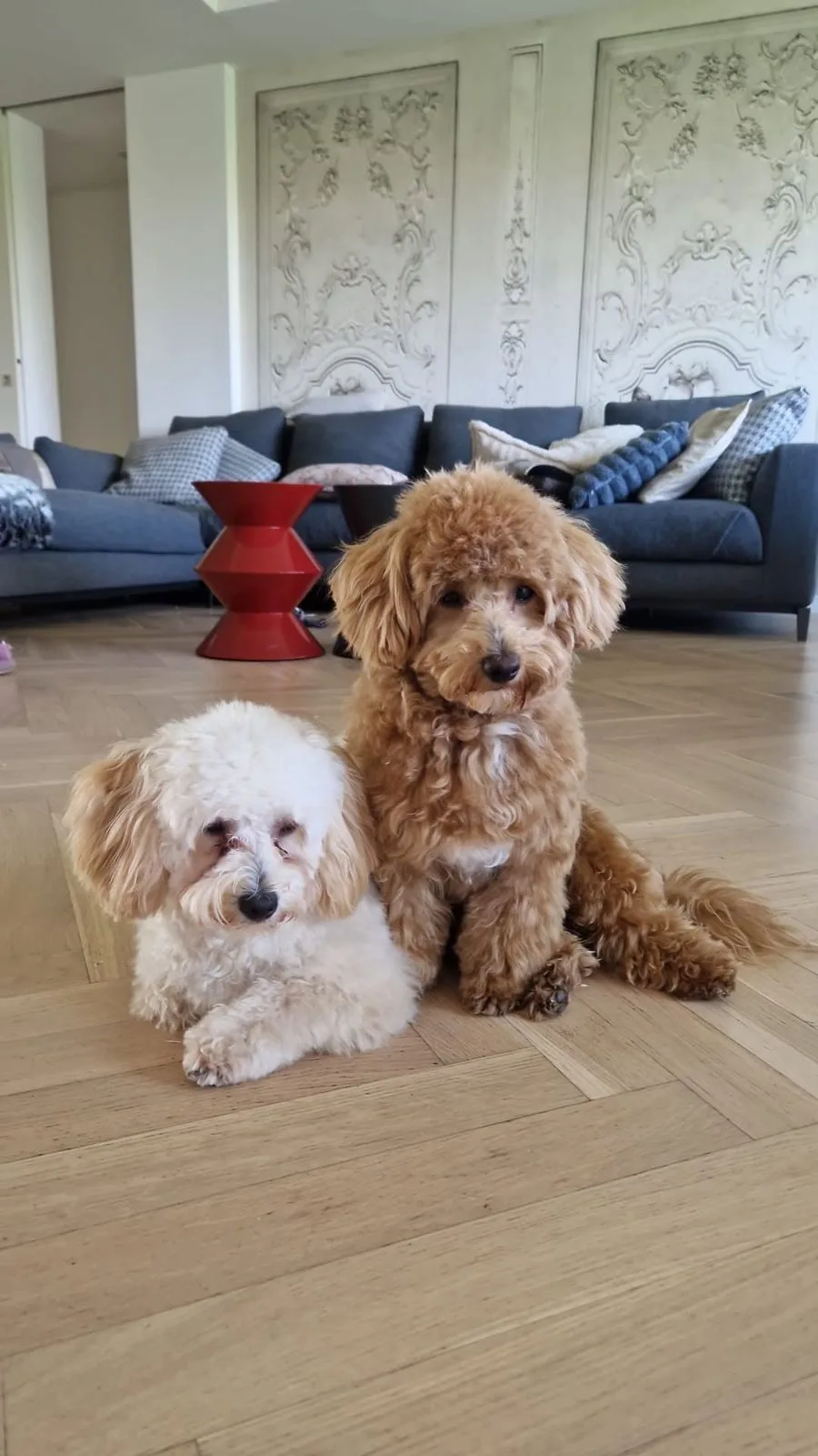 Due cani adulti, uno bianco e uno rosso, sul parquet del soggiorno