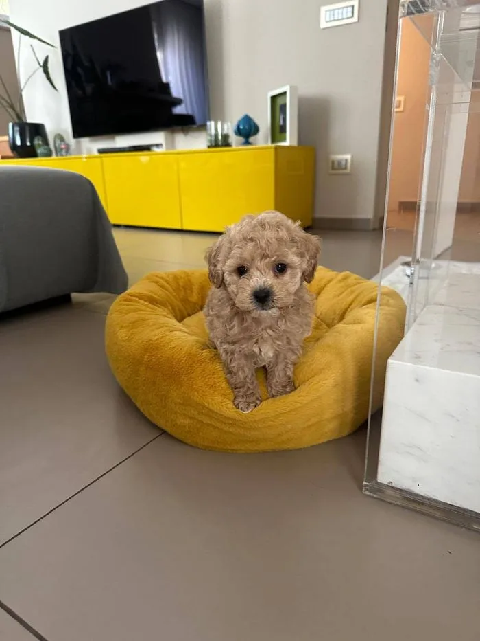 Cucciolo in una cuccia gialla nel soggiorno