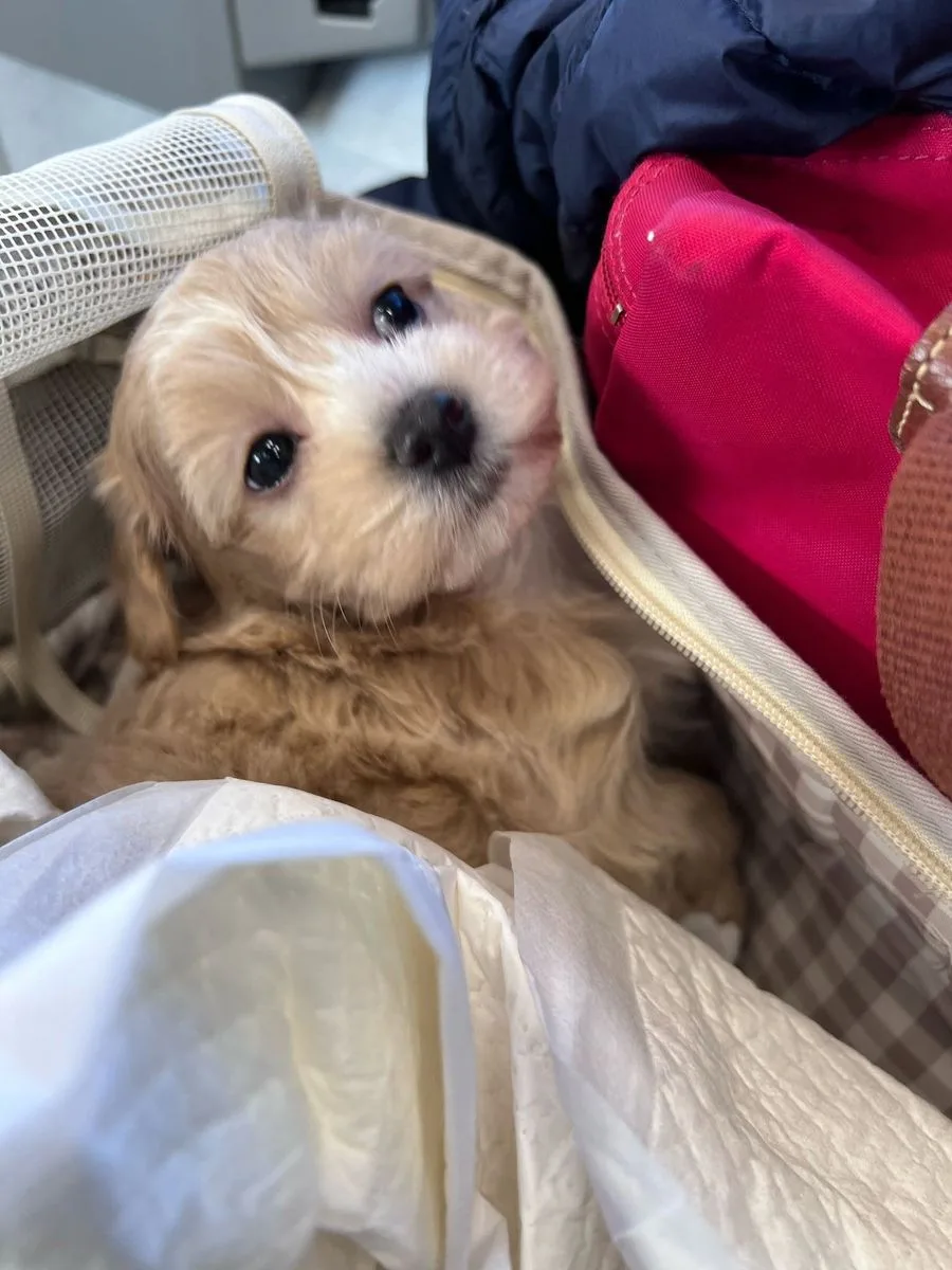 Cucciolo di maltipoo che guarda in su da un trasportino
