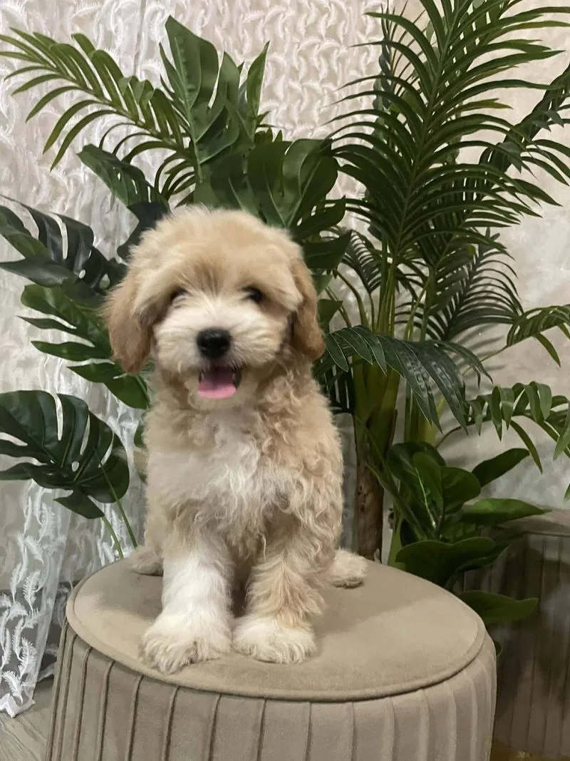 Cucciolo di maltipoo seduto su un pouf fra le piante