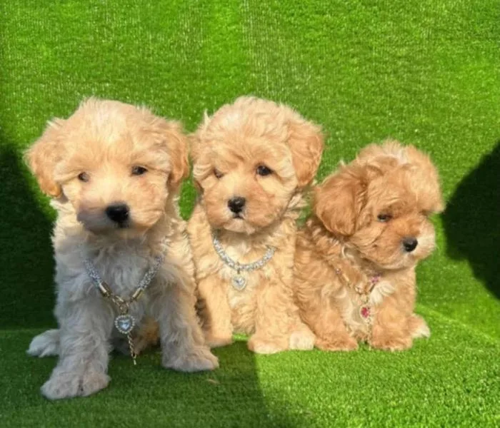 Tre cuccioli di maltipoo seduti vicini al sole