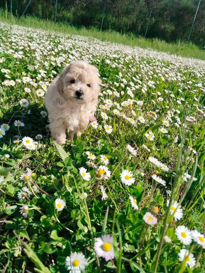 Cucciolo bianco in un prato di margherite