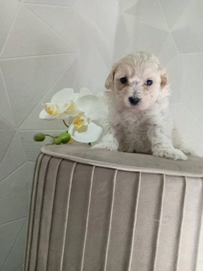 Cucciolo seduto su un pouf fra le orchidee bianche