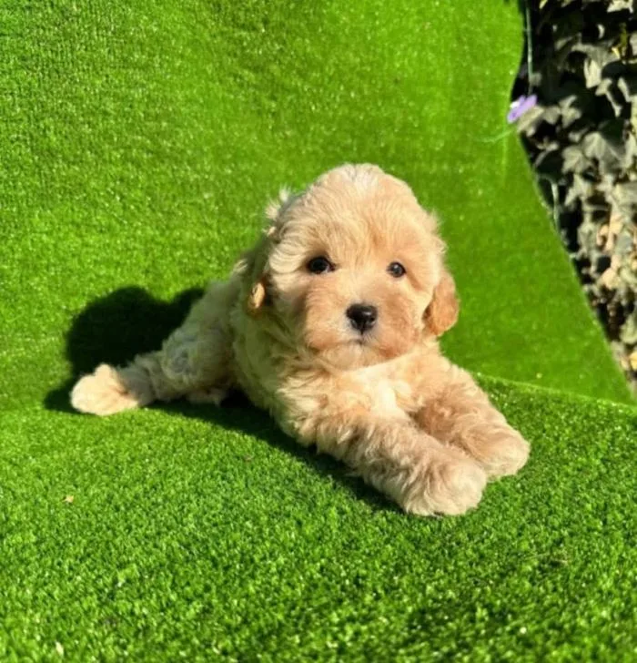 Cucciolo di maltipoo sdraiato al sole