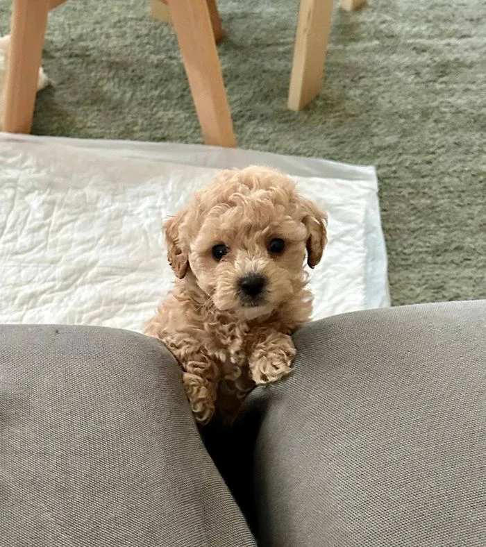 Cucciolo riccio che si affaccia fra due cuscini
