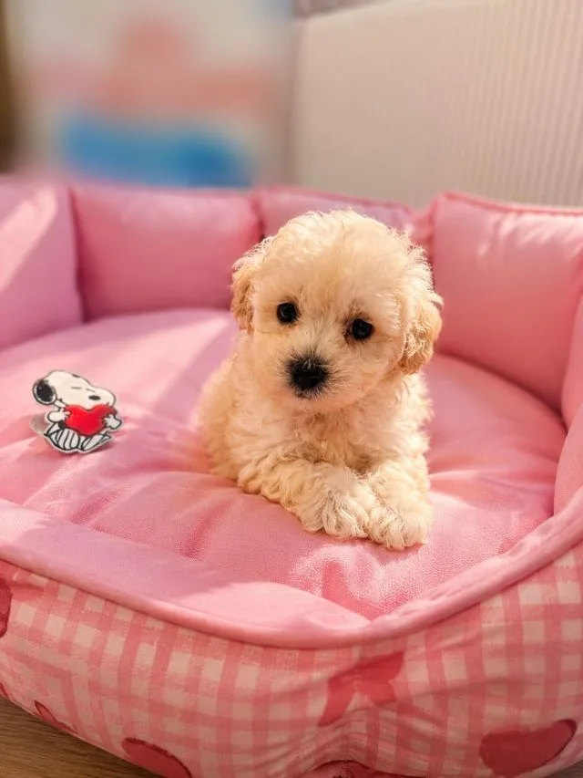 Cucciolo di maltipoo color crema chiaro sdraiato in una cuccia rosa