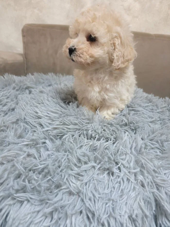 Cucciolo color crema su un tappeto grigio a pelo lungo