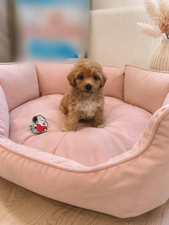 Cucciolo di maltipoo rosso con il petto bianco seduto in una cuccia rosa